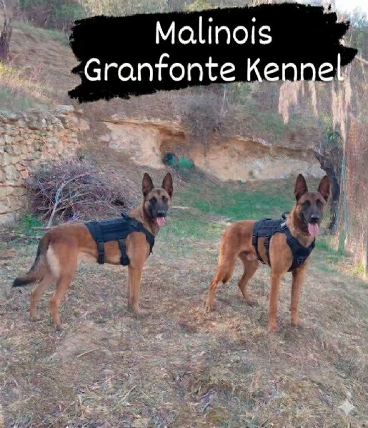 malinois cuccioli