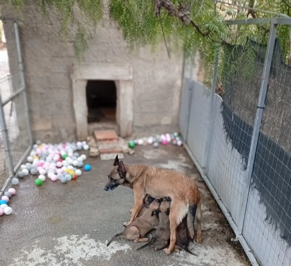 malinois cuccioli | Foto 3