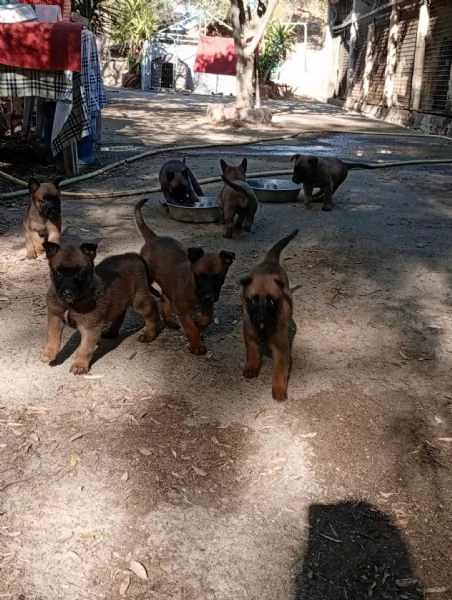 malinois cuccioli | Foto 1