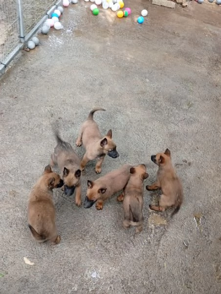 malinois cuccioli | Foto 0