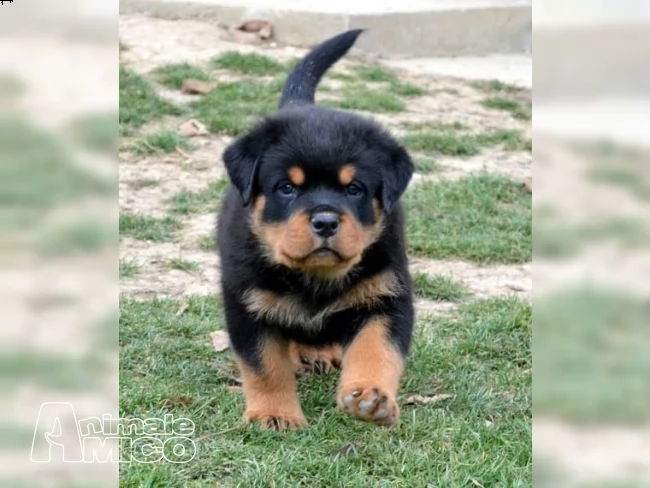cuccioli di rottweiler ( per regalo )