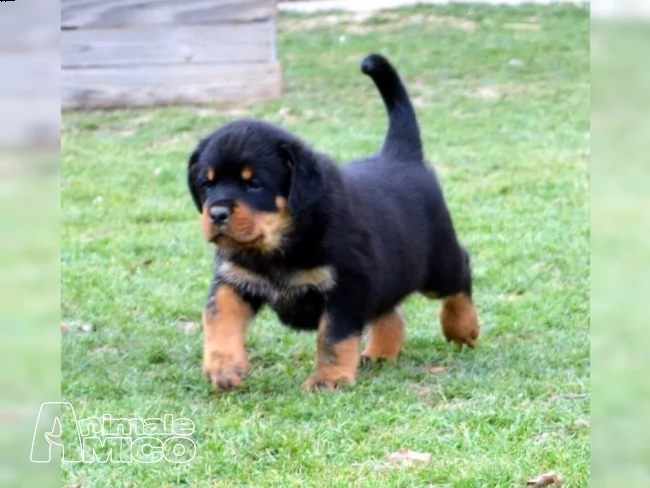 cuccioli di rottweiler ( per regalo ) | Foto 1