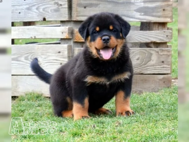 cuccioli di rottweiler ( per regalo ) | Foto 0