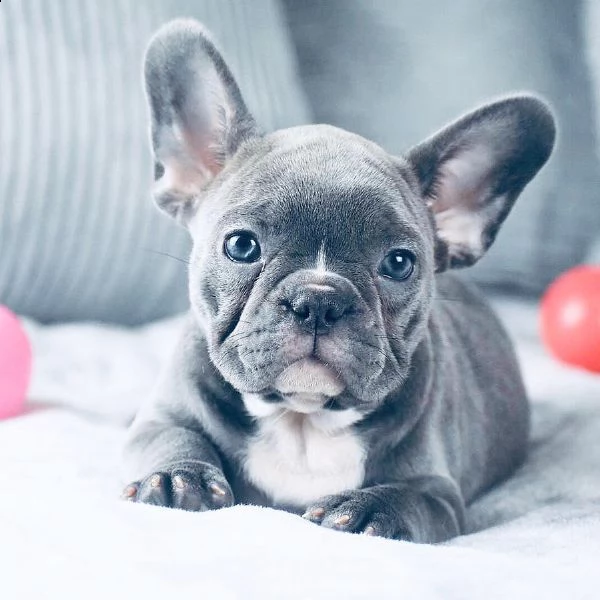 bellissime cucciolo di bulldog francese  | Foto 1