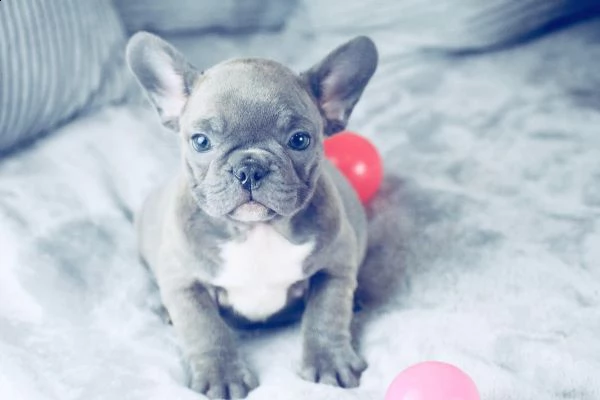bellissime cucciolo di bulldog francese  | Foto 0