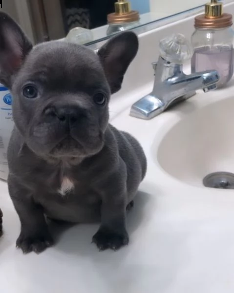 bellissime cucciolo di bulldog francese 