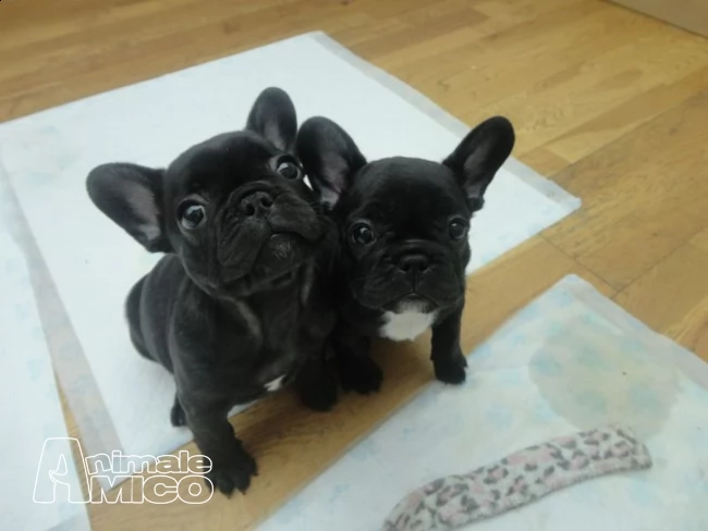 meravigliosi cuccioli di bulldog francese