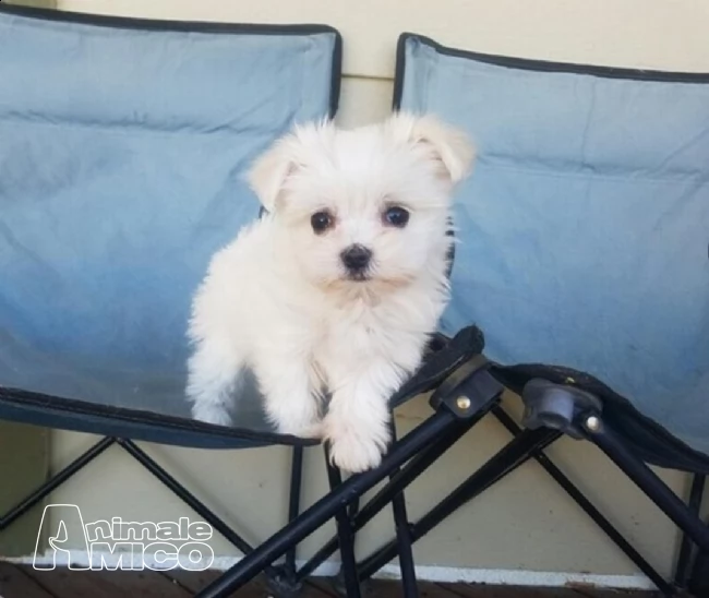  due cuccioli maltese 