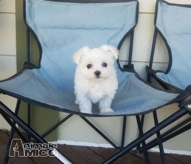  due cuccioli maltese  | Foto 1