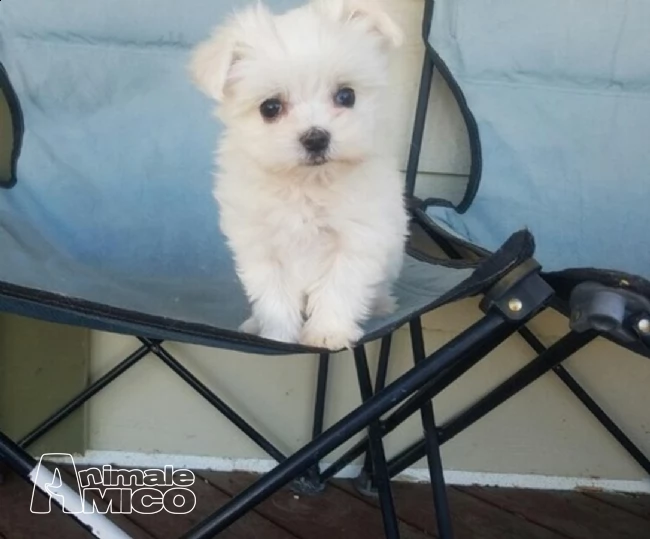  due cuccioli maltese  | Foto 0