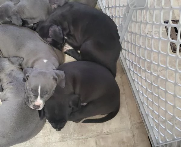 cuccioli pitbull alta genealogia | Foto 1