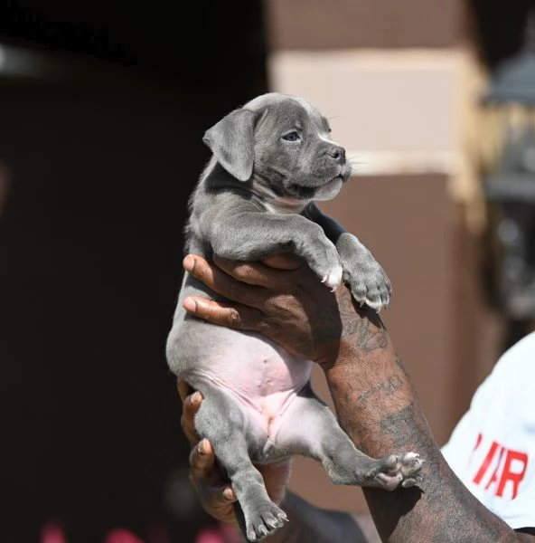 cuccioli pitbull alta genealogia