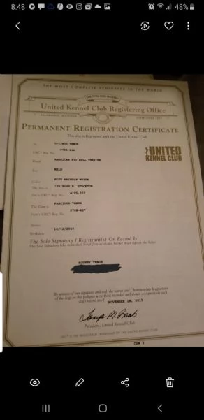 cuccioli pitbull alta genealogia | Foto 0