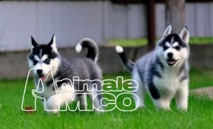 preziosi siberian husky cuccioli per l'adozione