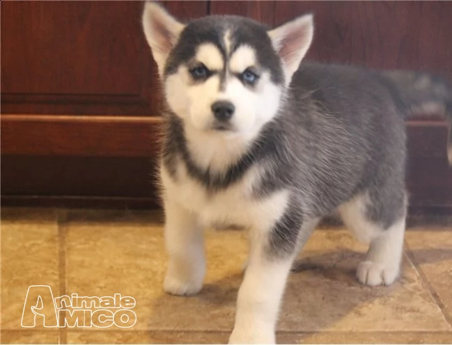 preziosi siberian husky cuccioli per l'adozione | Foto 0