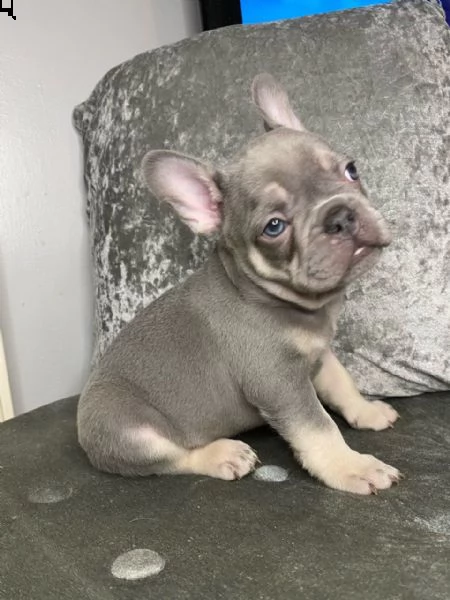 bulldog francese maschio e femmina adorabile | Foto 0