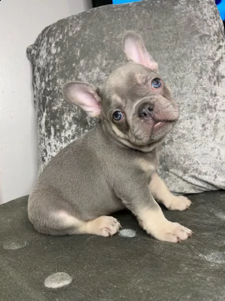 bulldog francese maschio e femmina adorabile