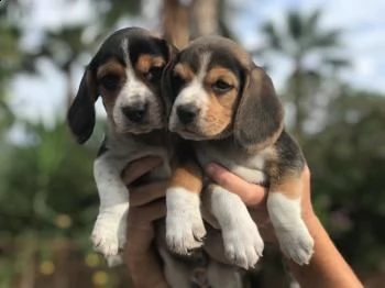 bellissimi cuccioli di beagle