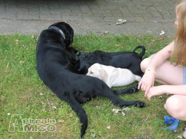 cuccioli labrador chocolate,gialli e neri