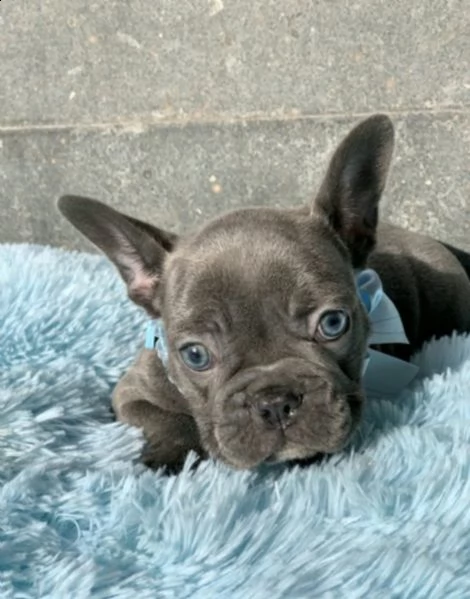 cuccioli bouledogue francese maschio e femmina blu | Foto 0