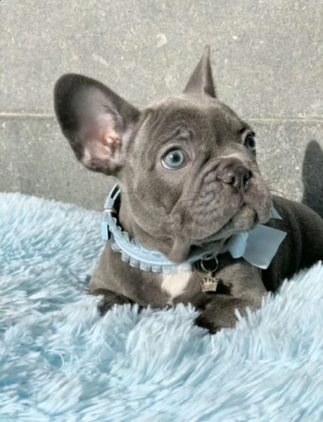 cuccioli bouledogue francese maschio e femmina blu