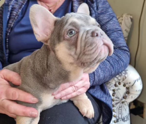 bouledogue - bulldog francese blue | Foto 3