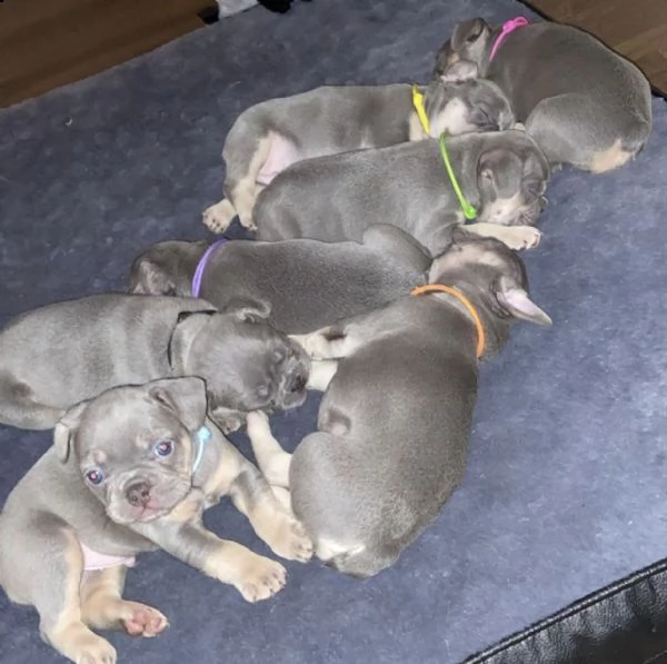 bouledogue - bulldog francese blue | Foto 2