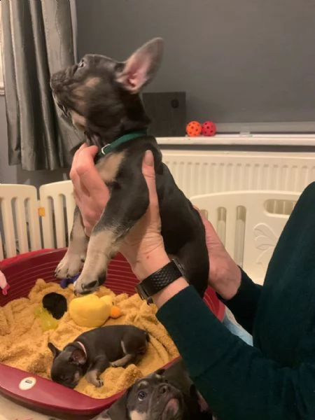 bouledogue - bulldog francese blue | Foto 1