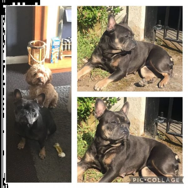 bouledogue - bulldog francese blue | Foto 0