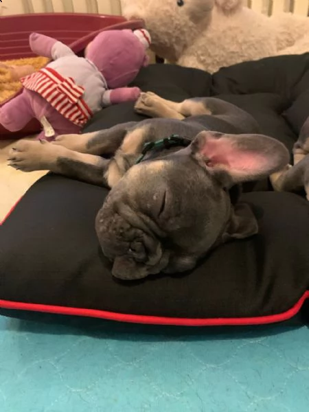bouledogue - bulldog francese blue