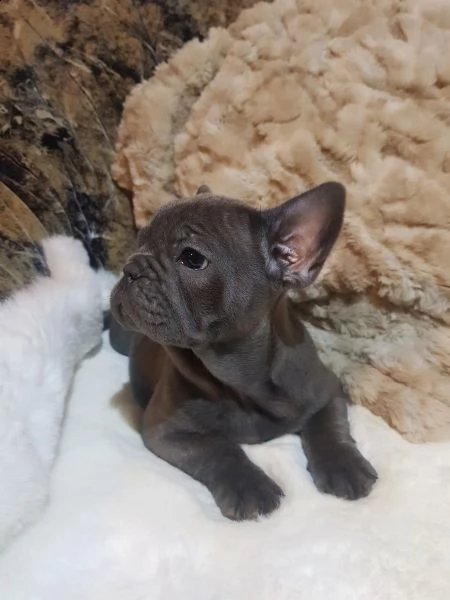 due cuccioli di bulldog francese di 12 settimane | Foto 0