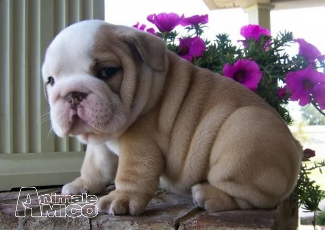 splendide bulldog inglese cuccioli per l'adozione