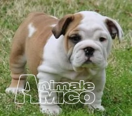splendide bulldog inglese cuccioli per l'adozione | Foto 0