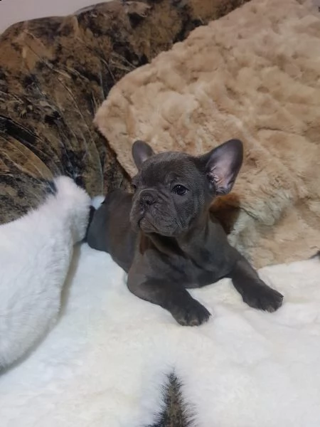 cuccioli bulldog francese manto beige fulvo crema | Foto 2