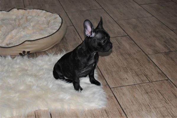 cuccioli bulldog francese manto beige fulvo crema | Foto 1