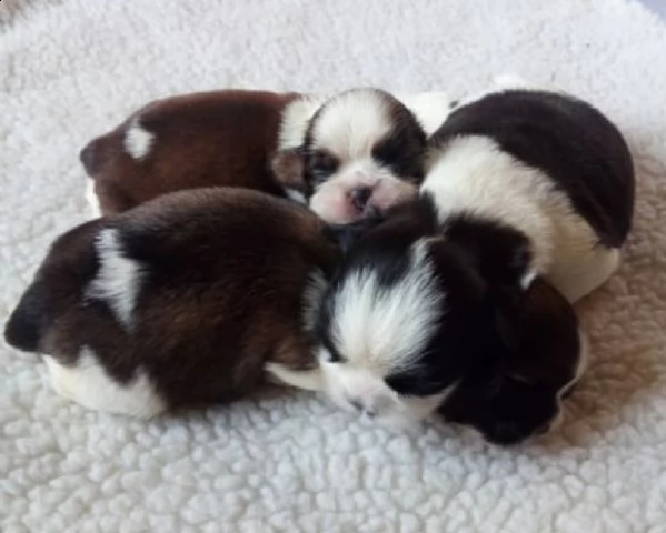 cuccioli di shih tzu | Foto 1