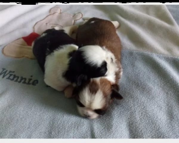 cuccioli di shih tzu | Foto 0