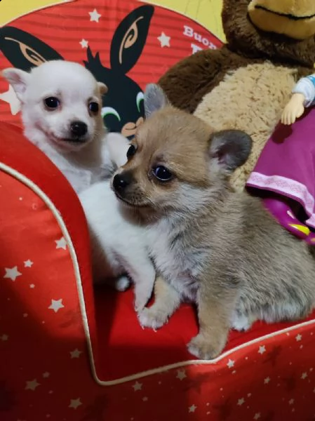 chihuahua toy cuccioli pelo semi lungo | Foto 1