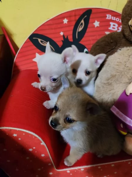 chihuahua toy cuccioli pelo semi lungo | Foto 0