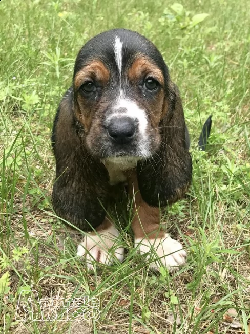 splendidi cuccioli di bassethound con pedigree | Foto 3