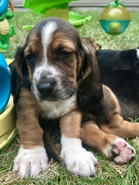 splendidi cuccioli di bassethound con pedigree | Foto 2