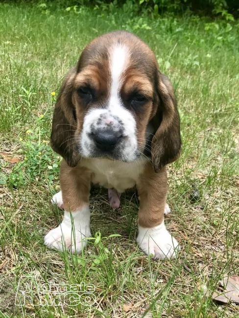 splendidi cuccioli di bassethound con pedigree | Foto 1