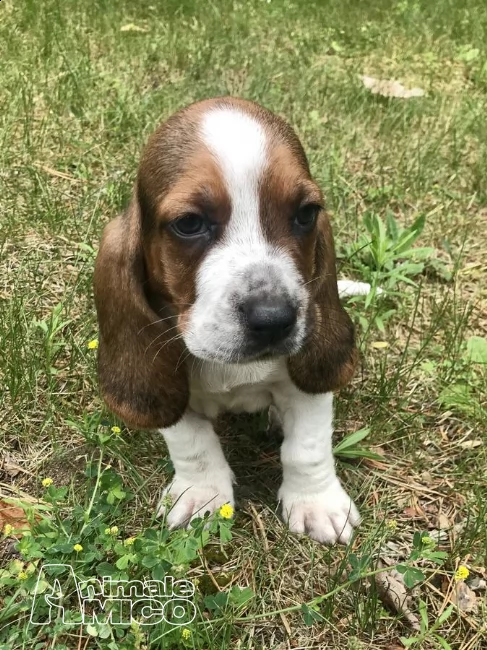 splendidi cuccioli di bassethound con pedigree | Foto 0