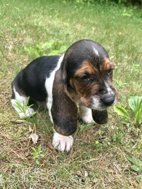 splendidi cuccioli di bassethound con pedigree