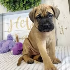 cuccioli di bullmastiff | Foto 1