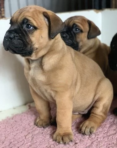 cuccioli di bullmastiff | Foto 0
