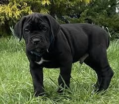 spettacolari cuccioli di cane corso