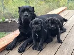 spettacolari cuccioli di cane corso | Foto 0