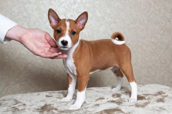 cuccioli di  basenji con pedigree enci