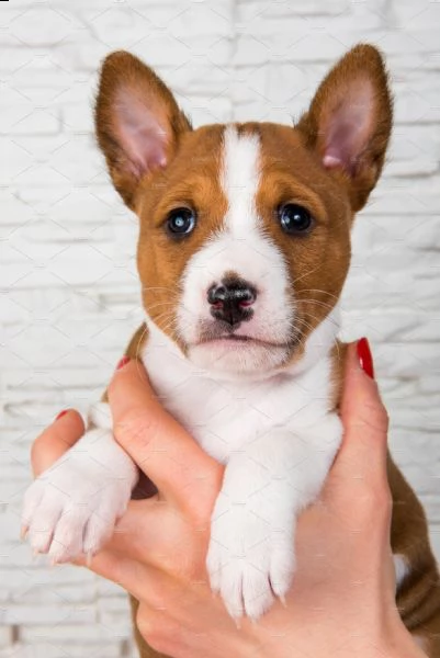cuccioli di  basenji con pedigree enci | Foto 1